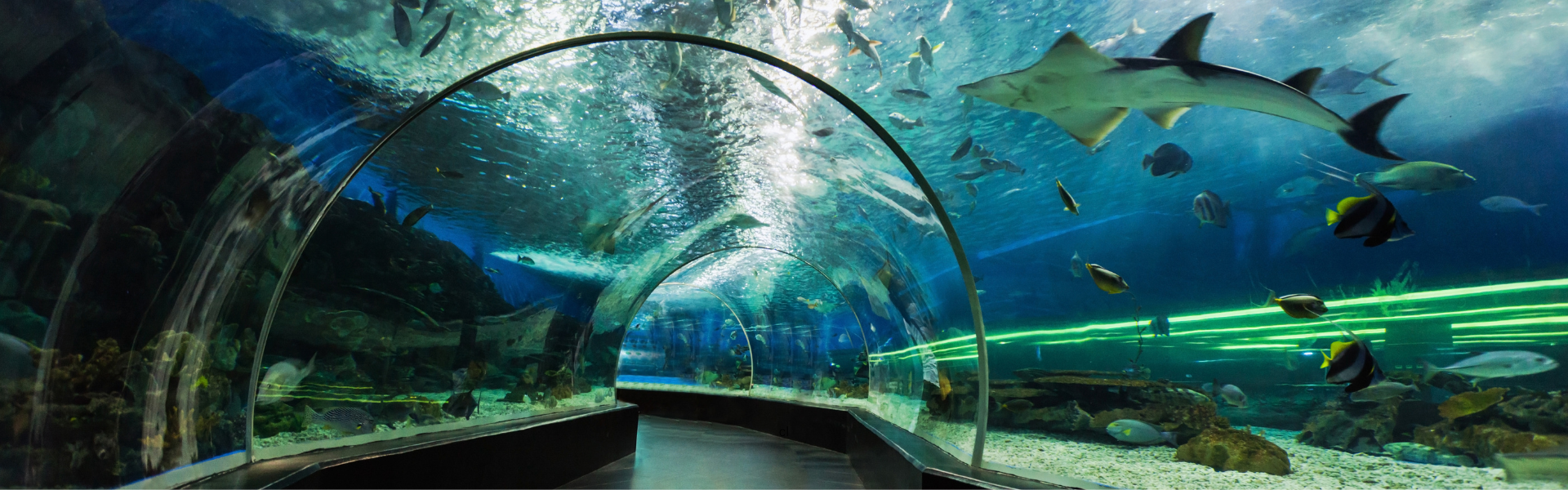 A shark passes over a tunnel in an aquarium 