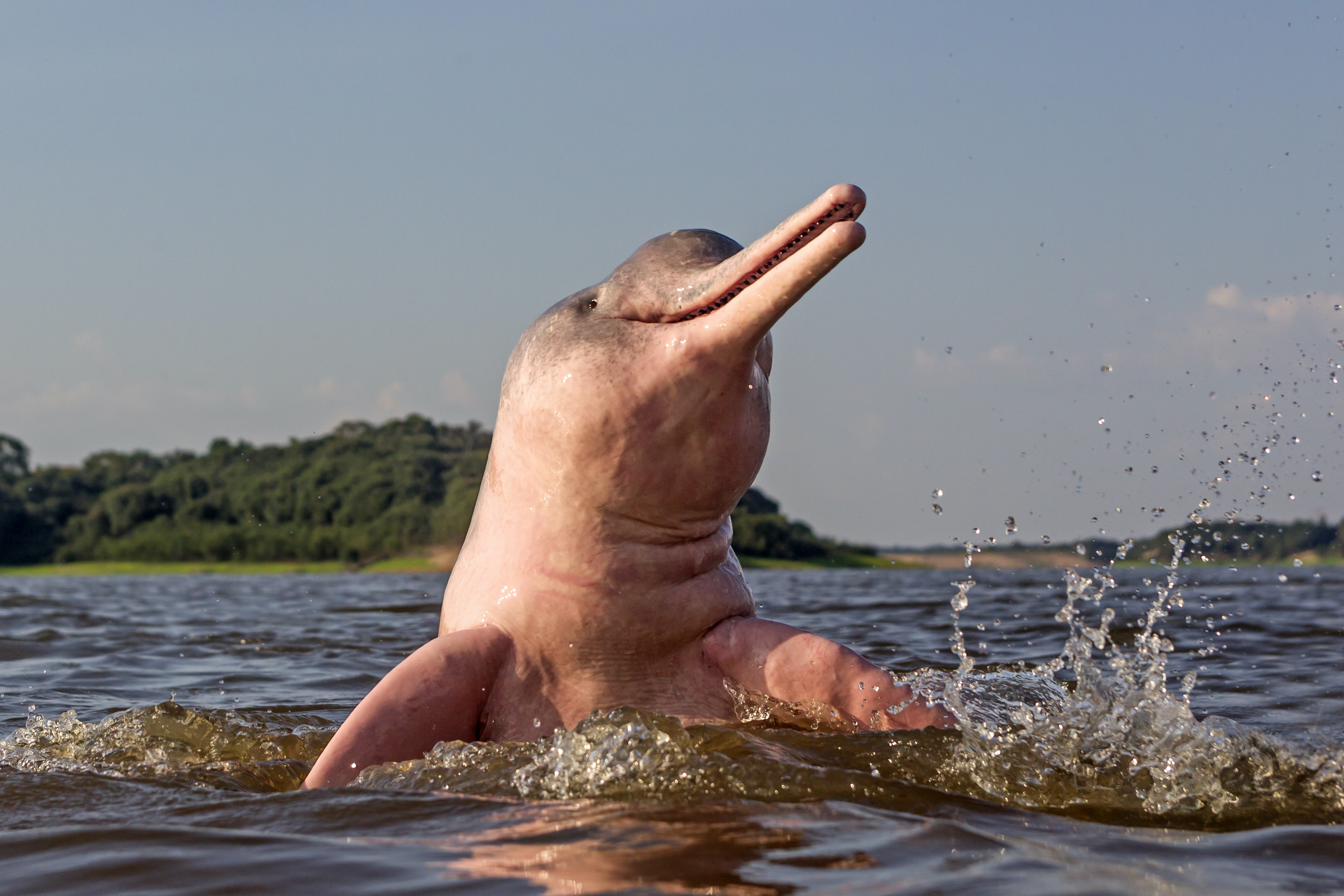 Amazon Dolphin