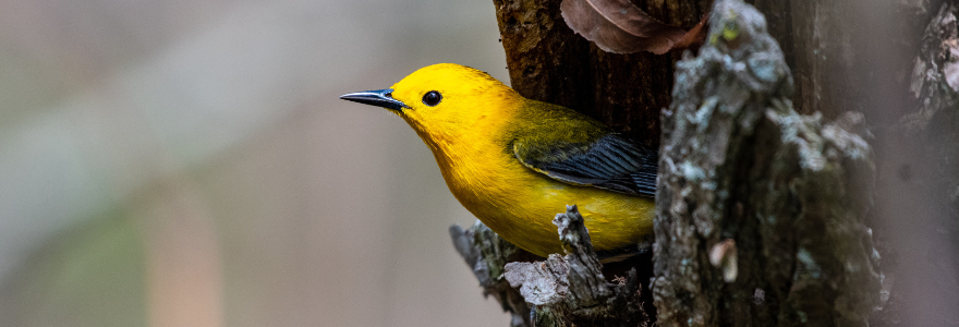 pelee banner