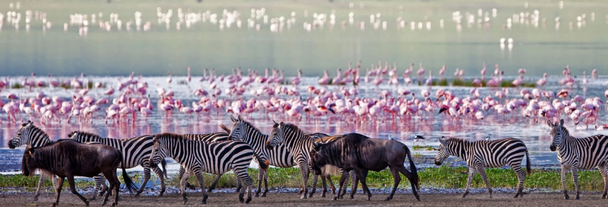 Zebras and flamingos