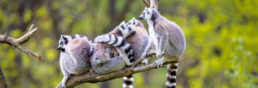 madagascar banner