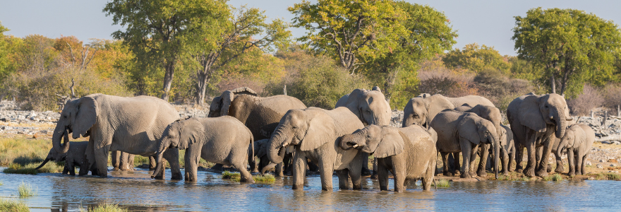 elephants