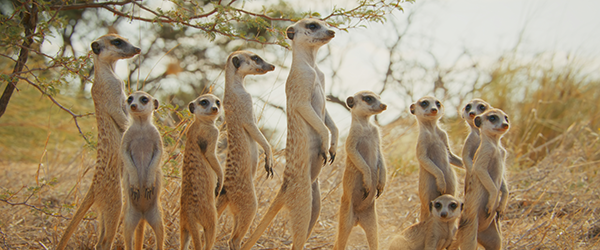 meerkats