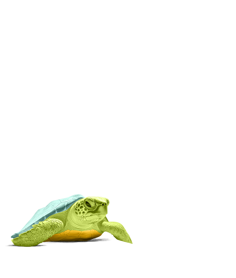 turtle