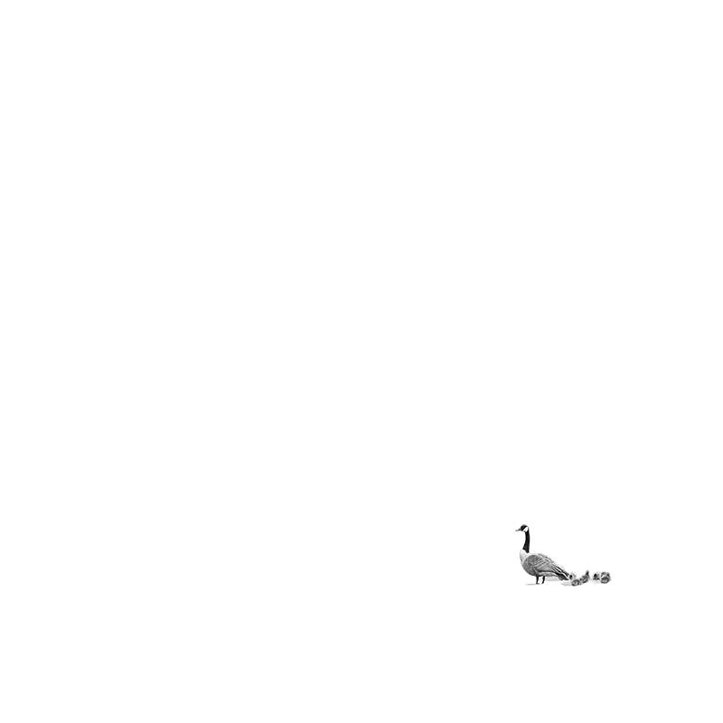 geese