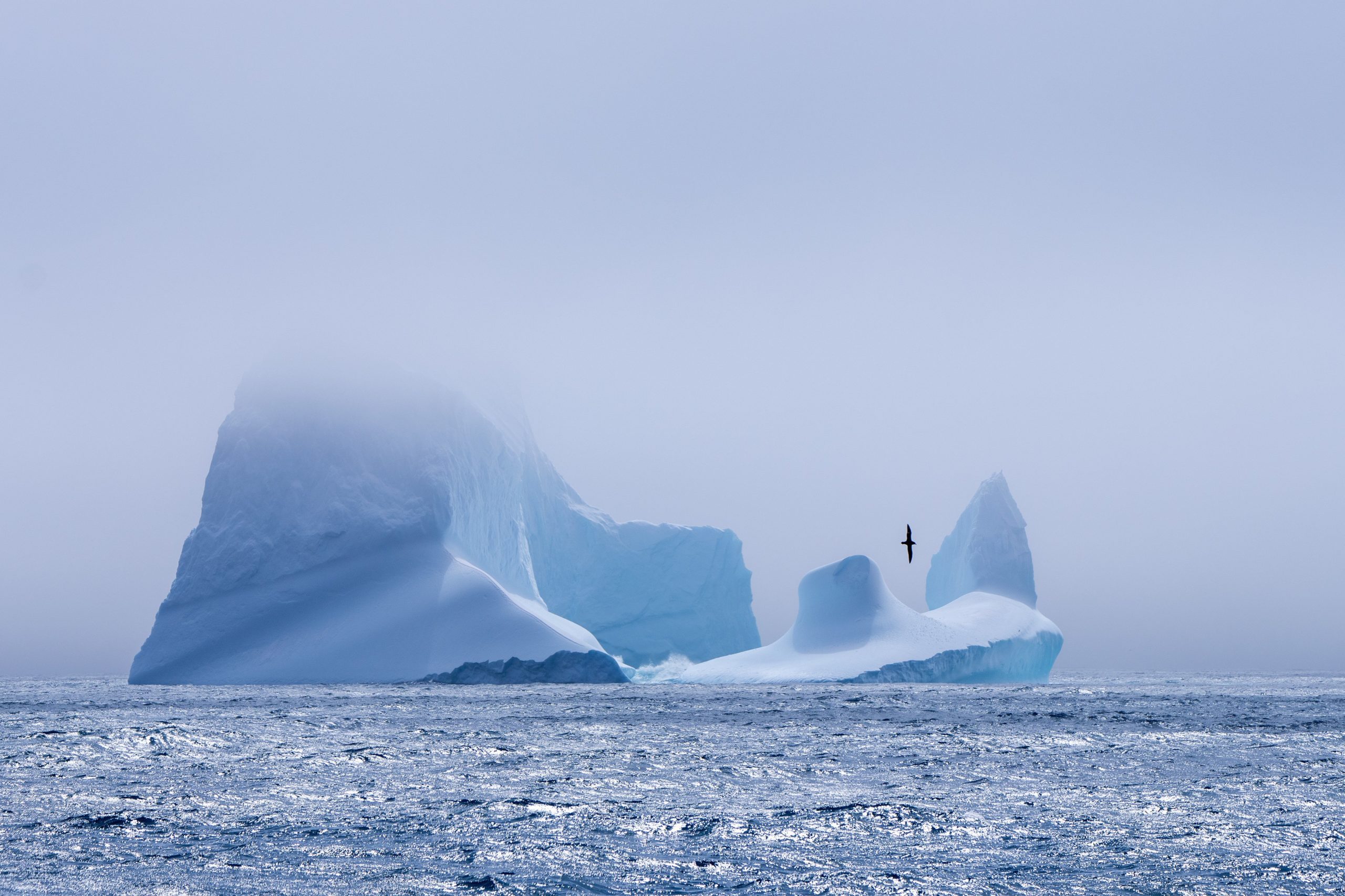 Antarctica Antarctic Iceberg Bird Flight | Western Alumni