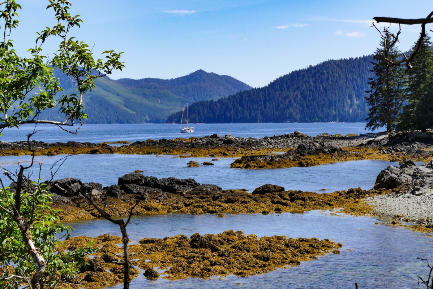 Sunny Haida Gwaii coastline: sailboat on blue ocean, rocky shore with orange seaweed, green mountains